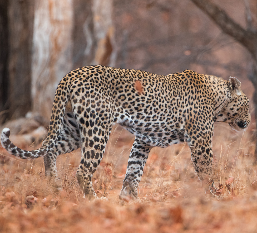Sariska Sightseeing